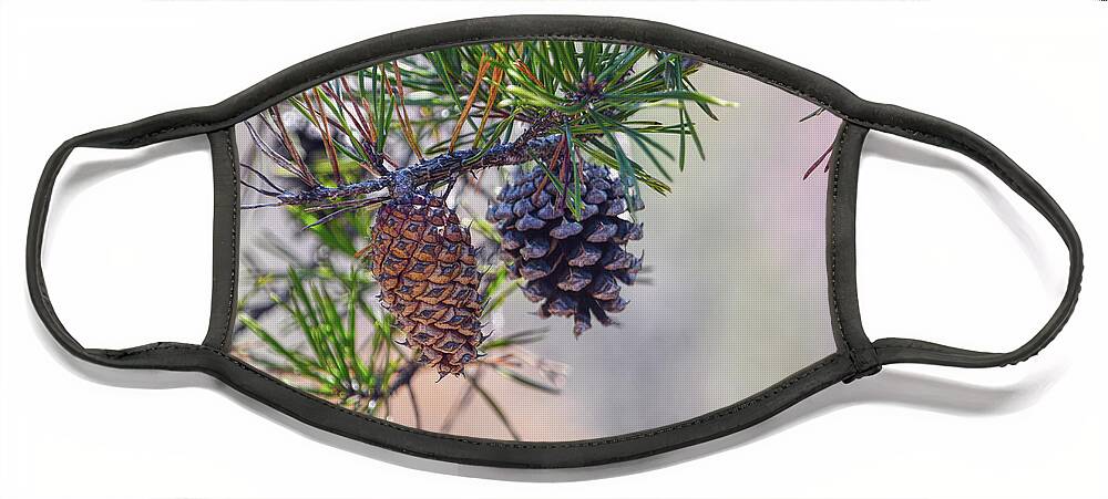 Nature Face Mask featuring the photograph Pine Cones by Phil Perkins