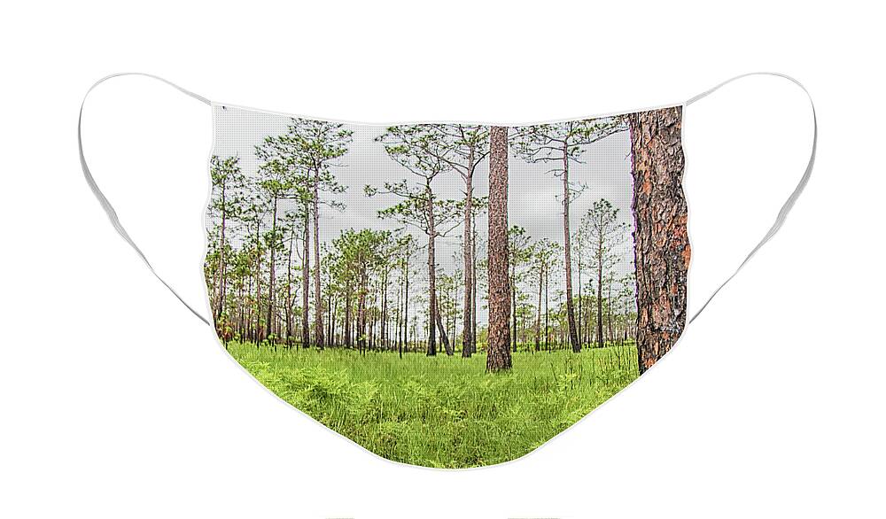 Fern Face Mask featuring the photograph Pine Savanna With Ferns by Bob Decker