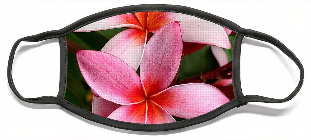 Plumeria Face Mask featuring the photograph Pink And Red Plumeria by Brian Eberly