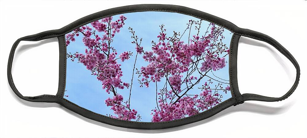 Cherry Blossoms Face Mask featuring the photograph Pink Branches #1 by Stefania Caracciolo