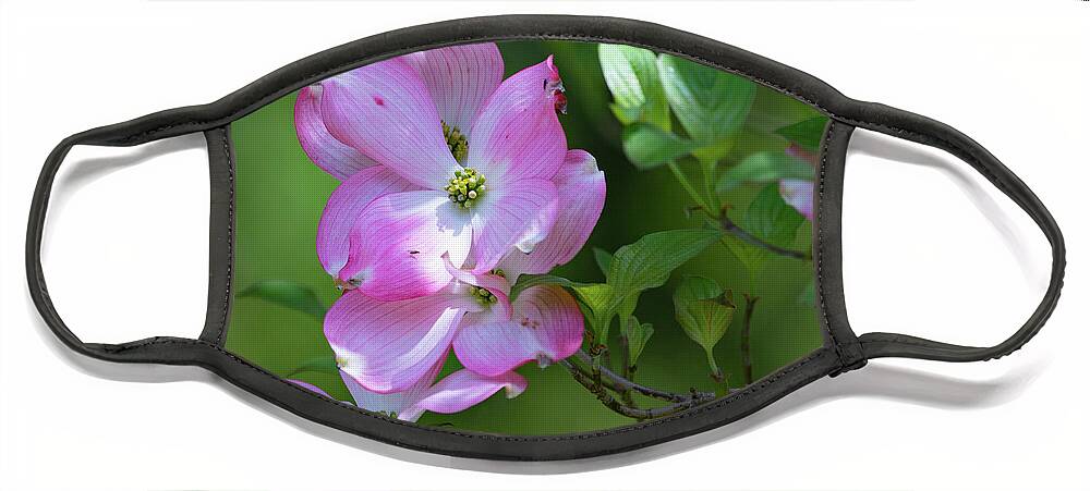 Flower Face Mask featuring the photograph Pink Dogwood by Bruce Pritchett