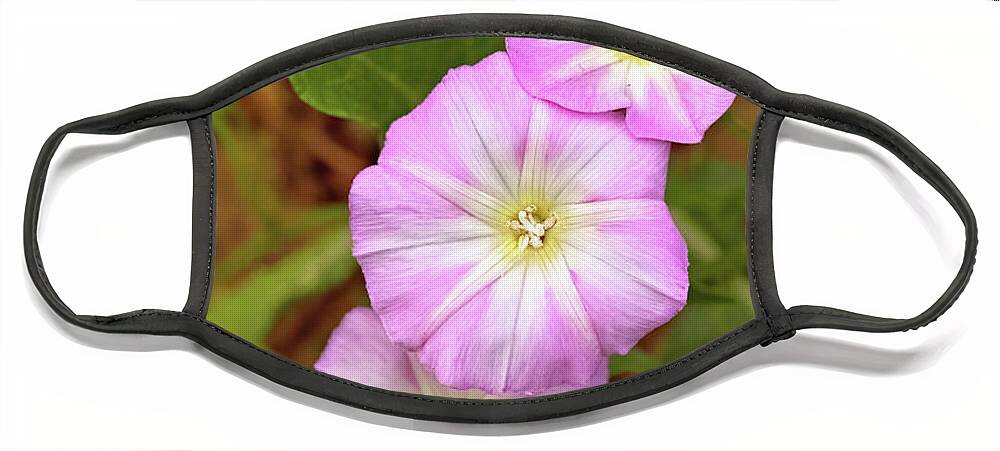 Flowers Face Mask featuring the photograph Pink Morning Glories by Bob Falcone