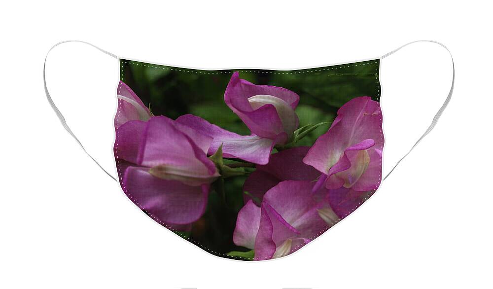 Sweet Pea Face Mask featuring the photograph Pink Sweet Pea by Jeff Townsend
