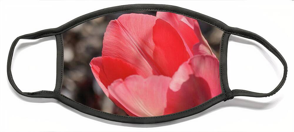 Tulip Face Mask featuring the photograph Pink Tulip by D Lee
