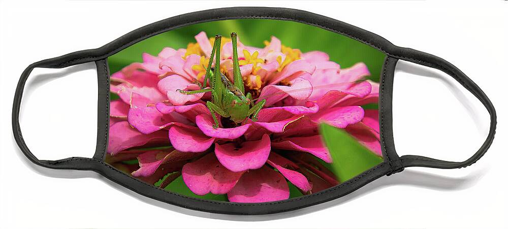 Katydid Face Mask featuring the photograph Pink Zinnia by Pam Rendall