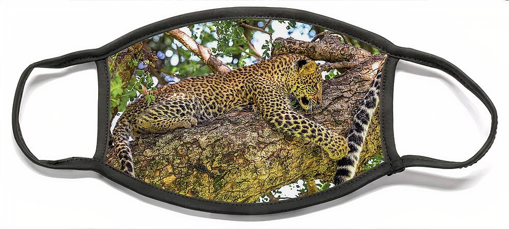 Africa Face Mask featuring the photograph Playful Leopard Cub by Eric Albright