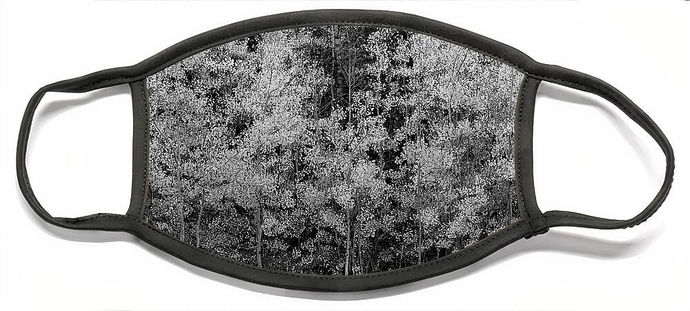 Fall Face Mask featuring the photograph Pointillistic Aspens In Black and White by Denise Bush