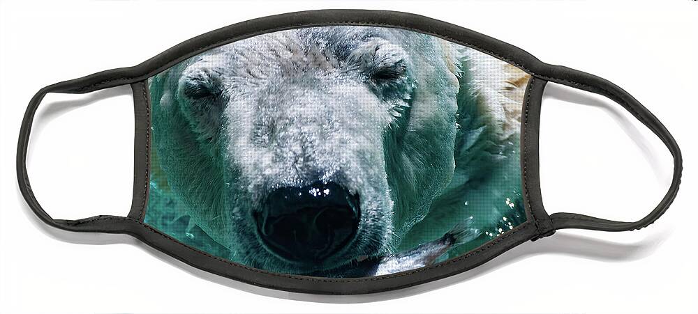 Polar Bear Portrait Face Mask featuring the photograph Polar Bear Portrait 001 by Flees Photos