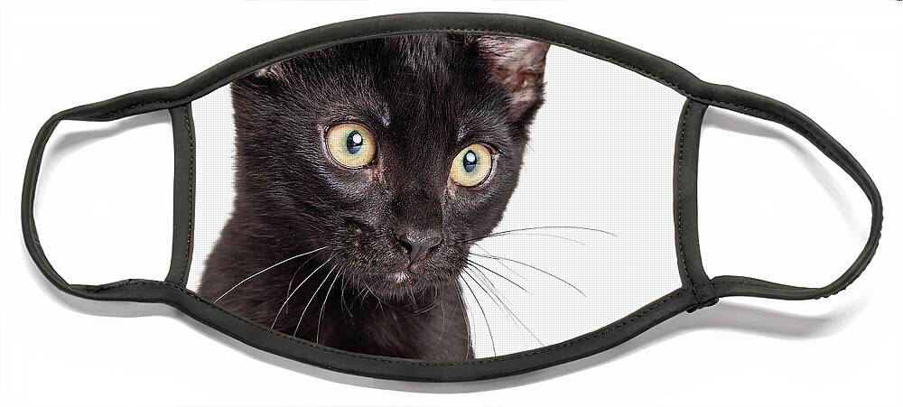 Adorable Face Mask featuring the photograph Portrait Black Kitten With Copy Space by Good Focused