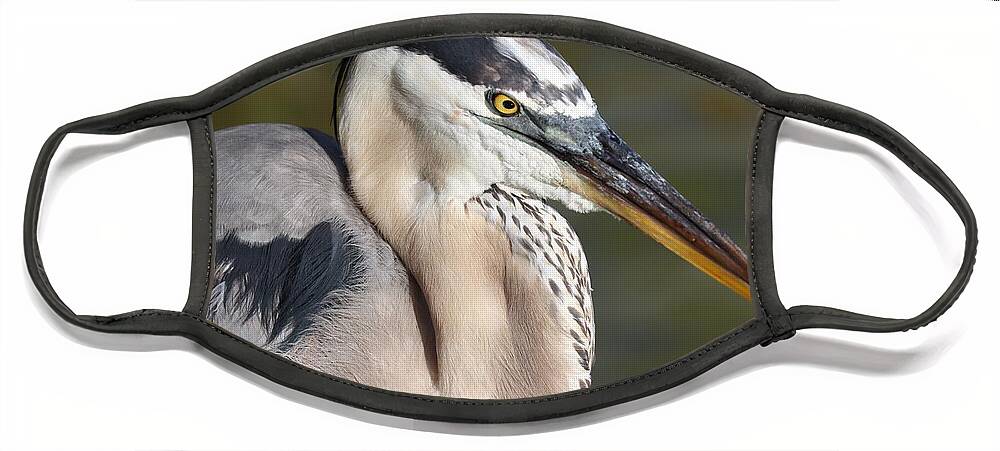 Blue Heron Face Mask featuring the photograph Portrait of a Great Blue Heron by Mingming Jiang
