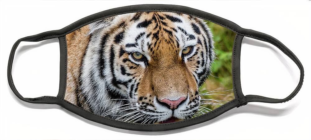 Carnivora Face Mask featuring the photograph Portrait of a Siberian tiger or Amur tiger looking at you by Torbjorn Swenelius