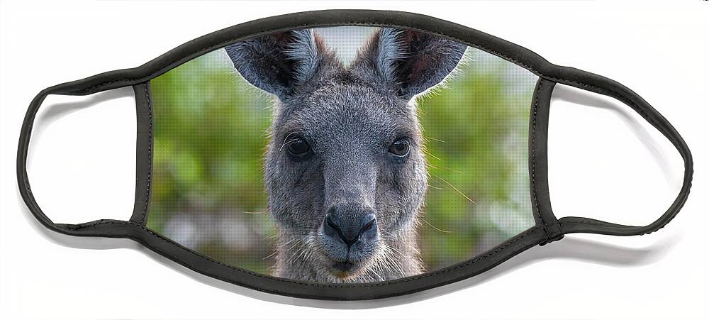 Kangaroo Face Mask featuring the photograph Portrait of a Wild Kangaroo II by Daniel M Walsh