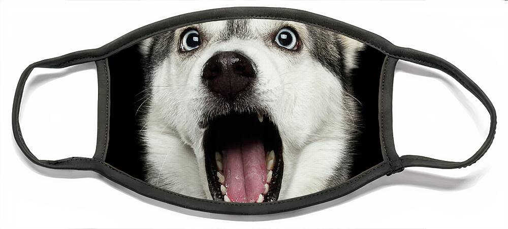 Dog Face Mask featuring the photograph Portrait of Amazement Siberian Husky by Sergey Taran