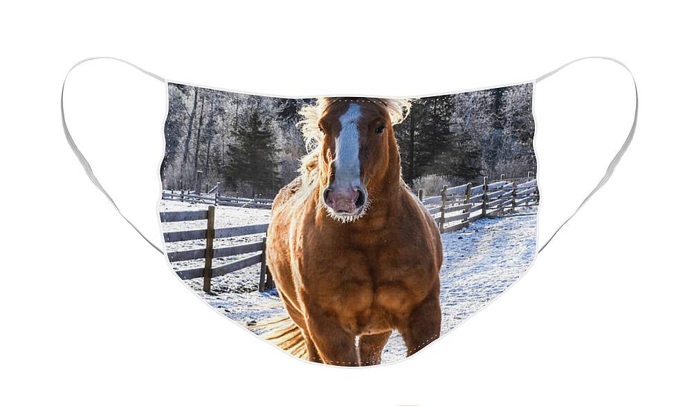 Winter Face Mask featuring the photograph Power Steed by Listen To Your Horse