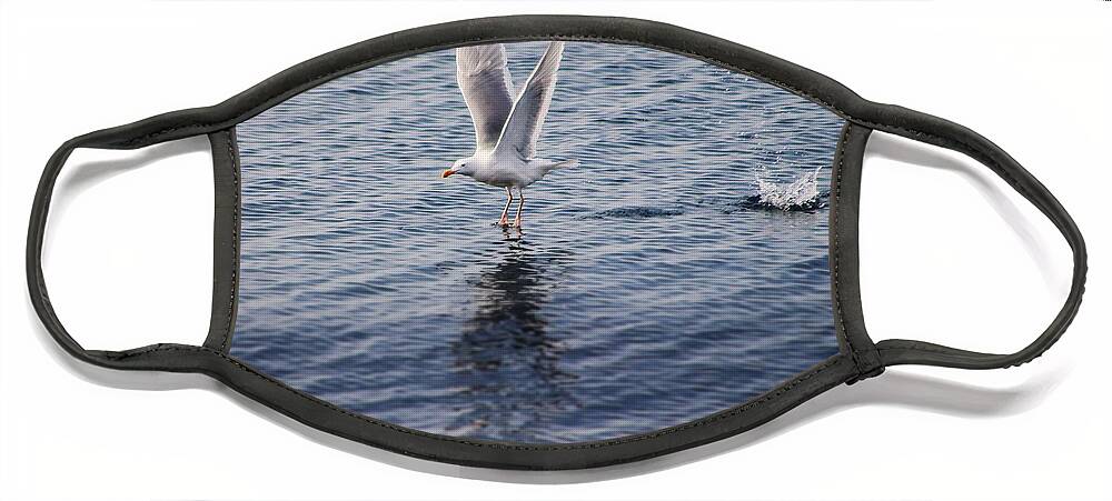 Seagulls Face Mask featuring the photograph Preparing For Takeoff by Kimberly Furey