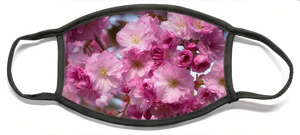 Pretty Patel Pink Cherry Blossoms Face Mask featuring the photograph Pretty pastel pink cherry blossoms by Lynn Hopwood