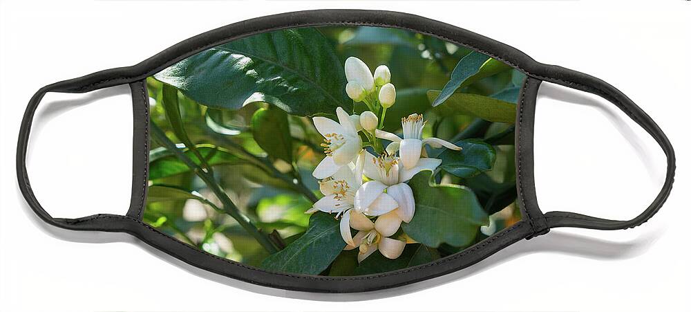 Orange Blossom Face Mask featuring the photograph Pretty white orange blossoms and green leaves by Adriana Mueller