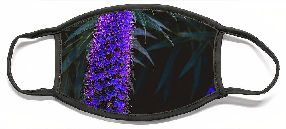 Echium Candicans Face Mask featuring the photograph Pride of Madeira by Abigail Diane Photography