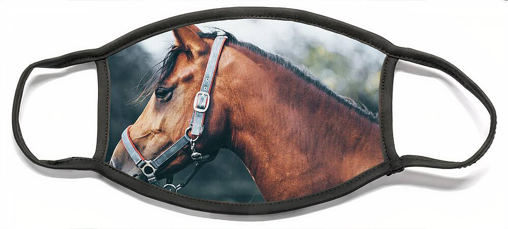 Horse Face Mask featuring the photograph Profile view of a brown horse by Dimitar Hristov