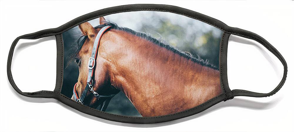Horse Face Mask featuring the photograph Profile view of a brown horse II by Dimitar Hristov