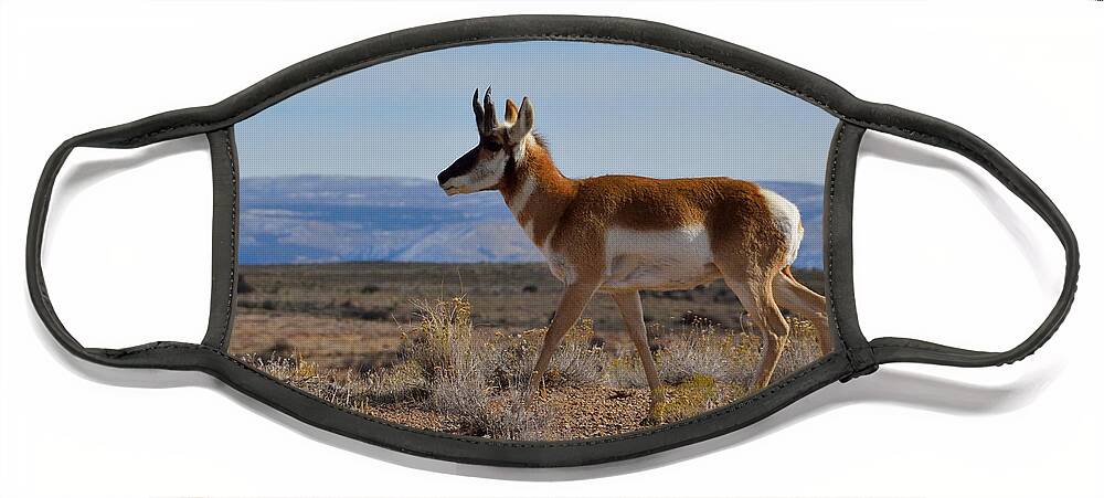 Pronghorn Face Mask featuring the photograph Pronghorn by Tranquil Light Photography