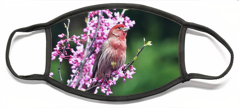 Birds Face Mask featuring the photograph Purple Finch in the Redbud Tree by Trina Ansel