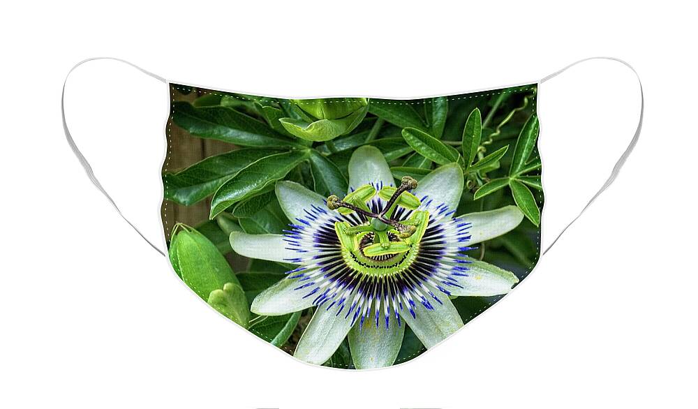 Passion Flower Face Mask featuring the photograph Purple Passion flower by Fran Woods