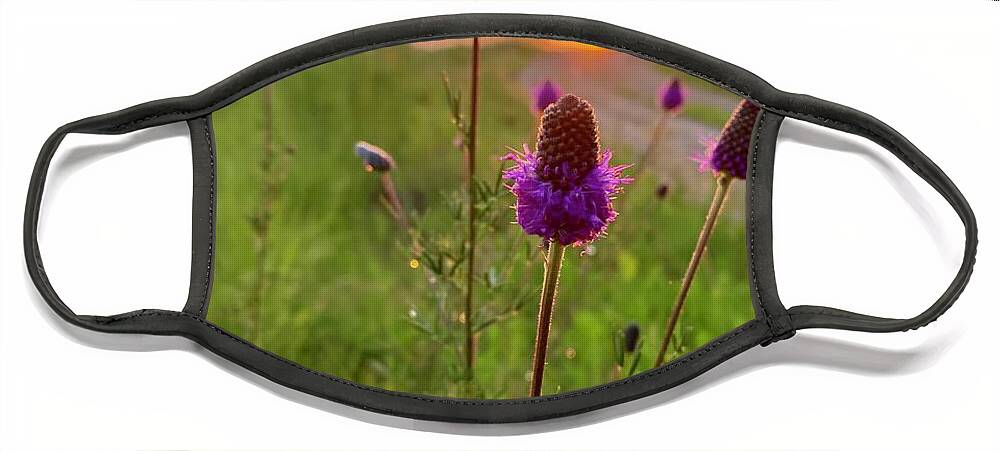 Purple Prairie Clover Face Mask featuring the photograph Purple Prairie Clover by Alex Blondeau