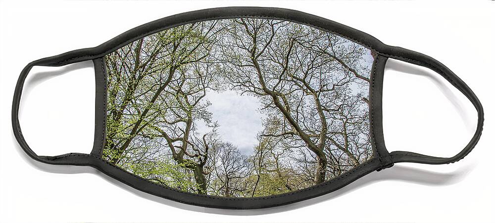 Queen's Wood Face Mask featuring the photograph Queen's Wood Trees Spring 2 by Edmund Peston