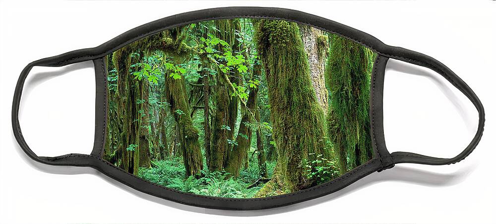 00173596 Face Mask featuring the photograph Quinault Rain Forest by Tim Fitzharris
