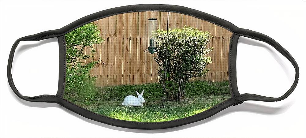 Rabbit Face Mask featuring the photograph Rabbit Delight 2 by Catherine Wilson