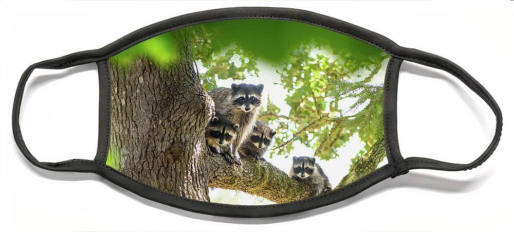 Raccoon Family Face Mask featuring the photograph Racoon Family by Naomi Maya
