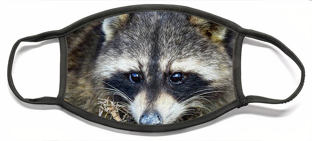 Racoon Face Mask featuring the photograph Racoon by Michelle Wittensoldner