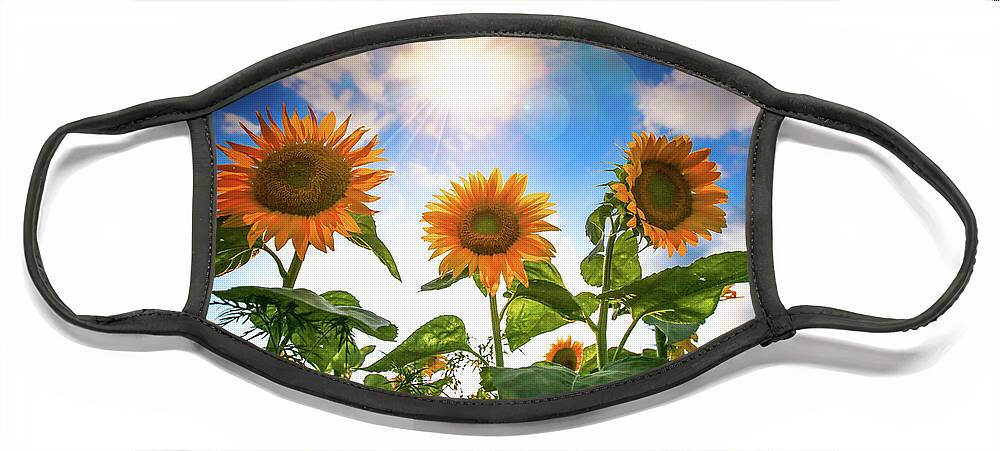  Face Mask featuring the photograph Radiant Sunflowers by Nicole Engstrom