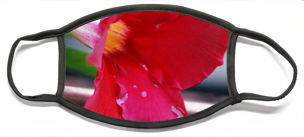  Face Mask featuring the photograph Rainy Mandevilla by Heather E Harman