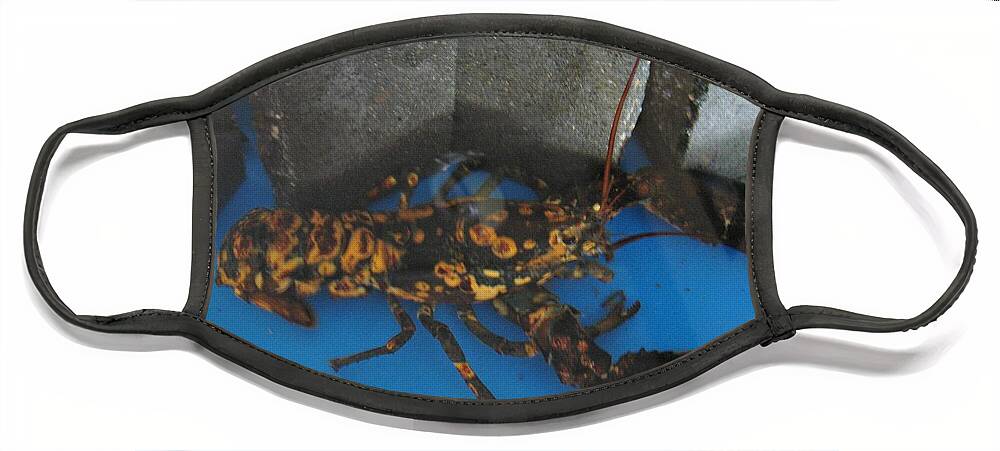 Action Face Mask featuring the photograph Rare Yellow Speckled Lobster by World Reflections By Sharon