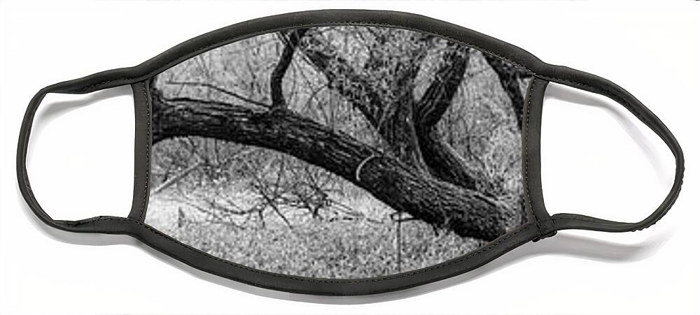 Carolina Face Mask featuring the photograph Reaching Out Over the Meadow Black and White by Debra and Dave Vanderlaan
