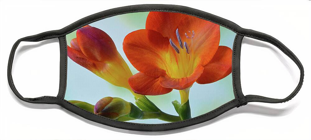 Freesia Face Mask featuring the photograph Red And Yellow Freesia by Terence Davis