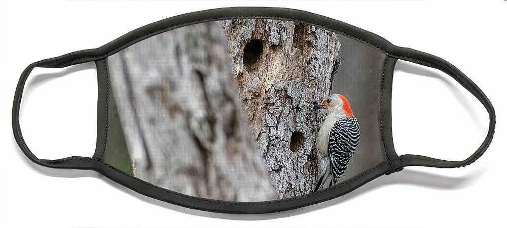 Red- Bellied Woodpecker Face Mask featuring the photograph Red-Bellied Woodpecker,Female by Michael Hubley