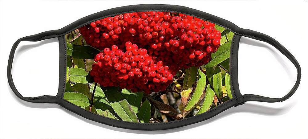  Face Mask featuring the photograph Red berries by Meta Gatschenberger