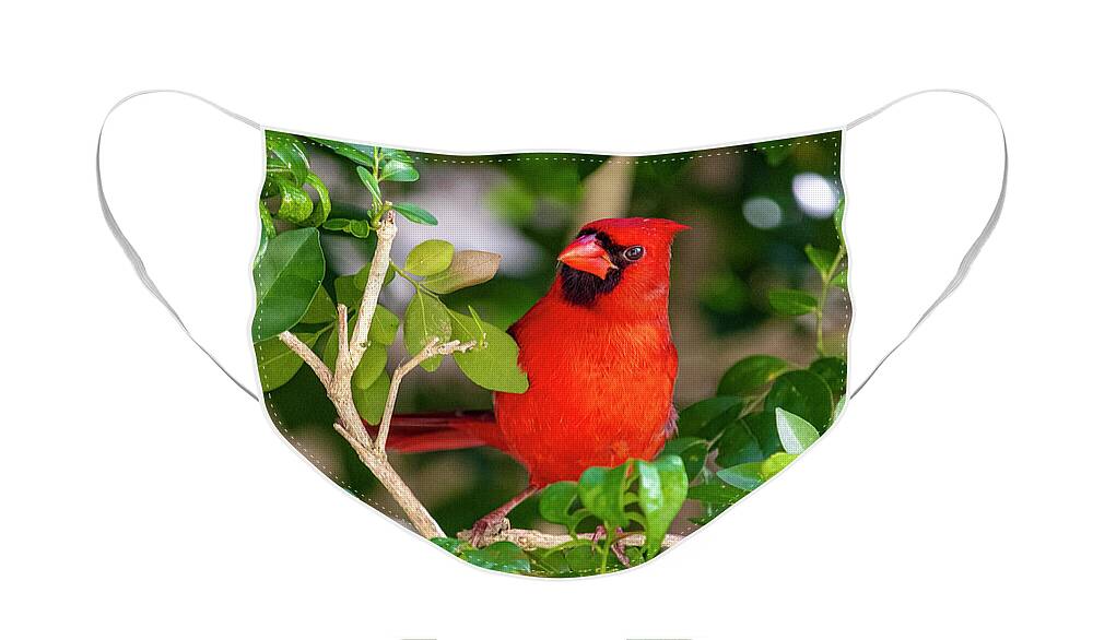 Bird Face Mask featuring the photograph Red Cardinal Perched by Blair Damson