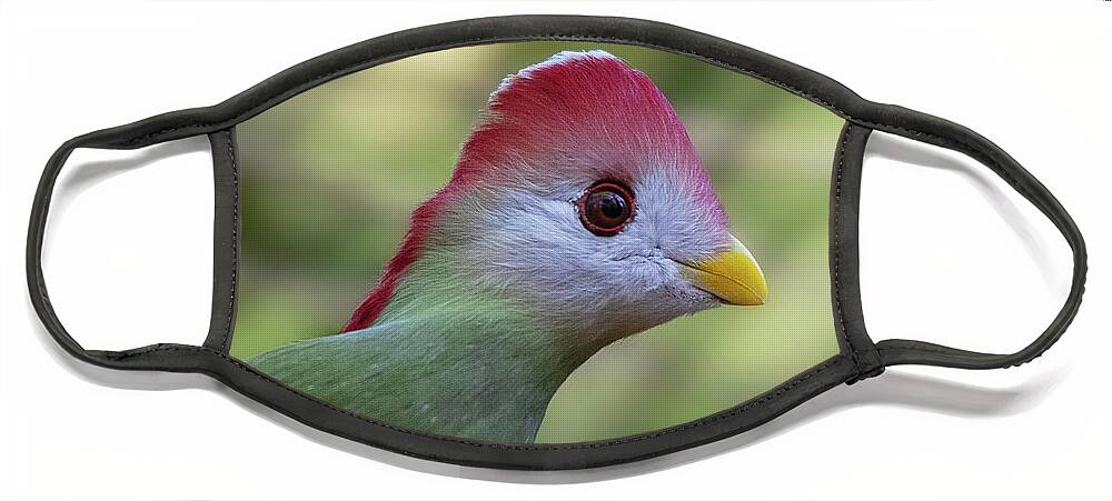 Turaco Face Mask featuring the photograph Red-crested Turaco by Gareth Parkes