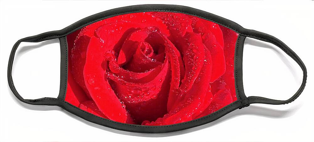 Red Rose Face Mask featuring the photograph Red Dew Rose by Wendy Golden