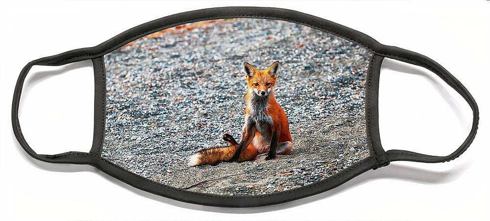 Fox Face Mask featuring the photograph Red Fox 4854 by Greg Hartford
