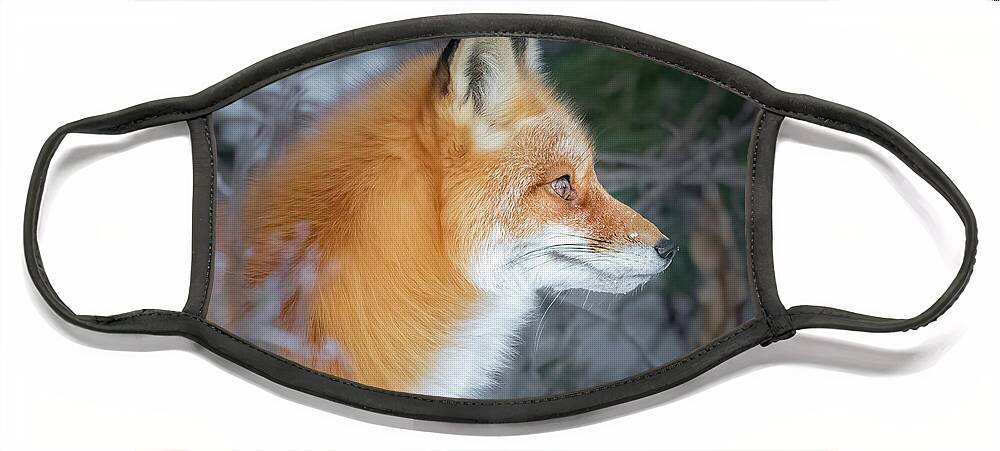 (vulpes Vulpes) Face Mask featuring the photograph Red Fox Profile by James Capo