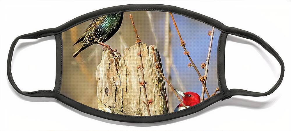 Redheaded Woodpecker Face Mask featuring the photograph Red Headed Woodpecker by David Wagenblatt