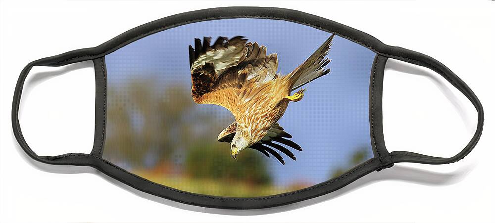 Bird In Flight Face Mask featuring the photograph Red Kite diving by Grant Glendinning