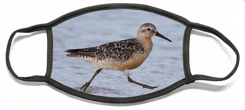 Red Knot Face Mask featuring the photograph Red Knot on the Run by Mingming Jiang