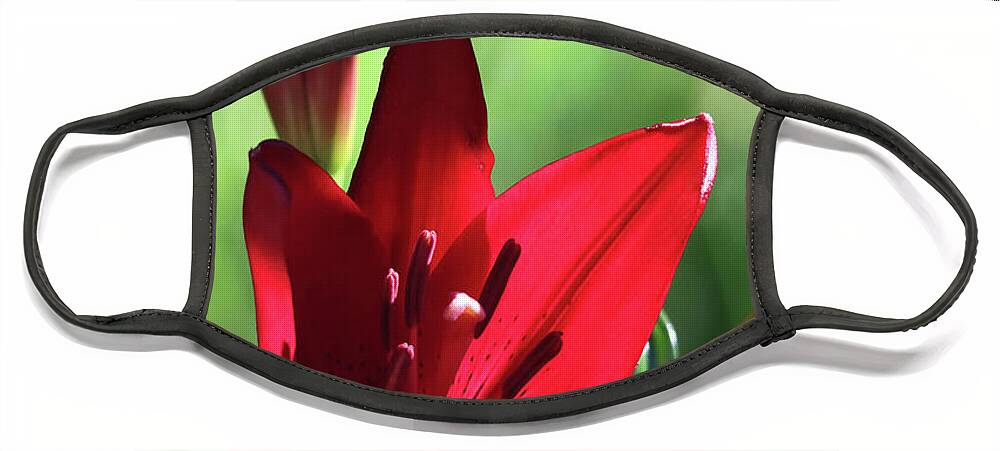Floral Face Mask featuring the photograph Red Lily by Trina Ansel