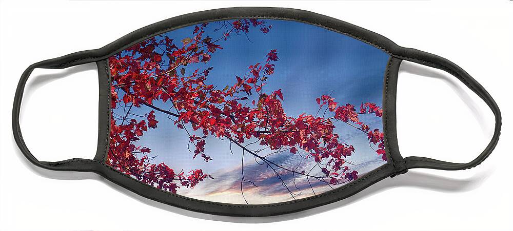 Autumn Face Mask featuring the photograph Red Maple Against Sunset by Darryl Brooks